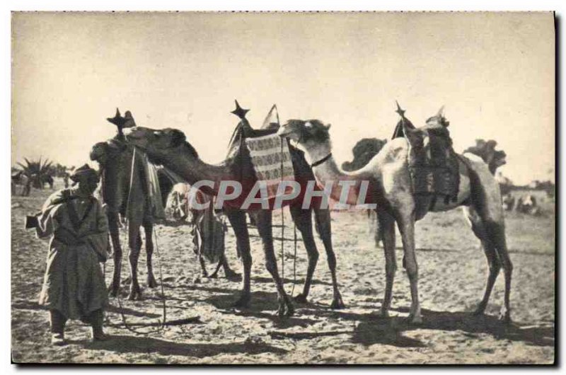 Old Postcard Militaria the Sahara Camel Camel