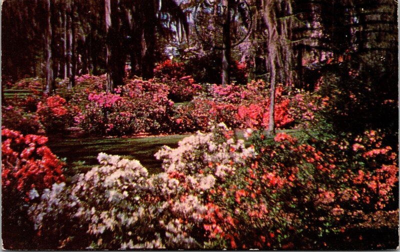 Beautiful Azaleas Spanish Moss Dixieland WOB Note 8c Eisenhower Stamp 1973 PM 