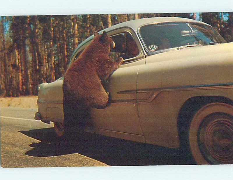 Unused Pre-1980 BLACK BEAR ON CAR AT YELLOWSTONE National Park Wyoming WY hn2549