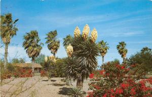 BG33884 palms spanish dagger makes south texas usa