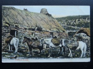 SHETLAND PONIES with kishie (keshie) Basket for carrying Peat c1906 Postcard