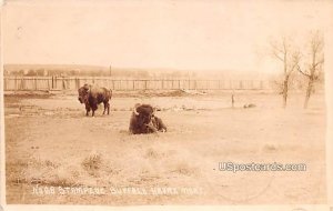 Stampede Buffalo in Havre, Montana