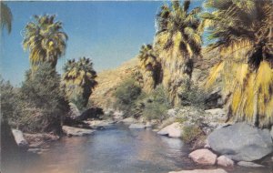 Palm Springs California 1950s Postcard Palm Canyon Tropical Splendor