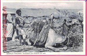 af9246 - SOMALIA - VINTAGE POSTCARD - Animals-