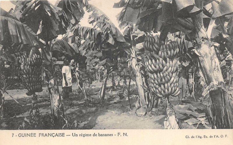 uk41994 un regime de bannaners guinee francaise banana plantation