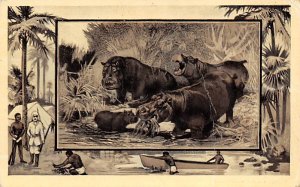 Hippo, Africa Hippopotamus Writing on back 