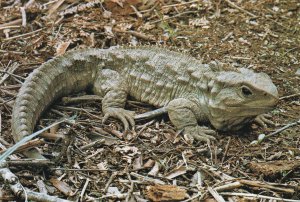 Henry The Tuatara Southland Museum New Zealand Postcard