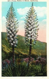 Vintage Postcard Yucca Palms In Bloom California CA The M. Kashower Pub.