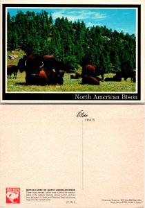 Bison (33145