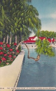 Florida Silver Springs The Horse Shoe Palm At Florida's Famed Silver Spr...