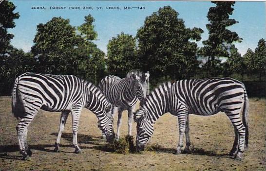 Zebra Forest Park Zoo Saint Louis Missouri