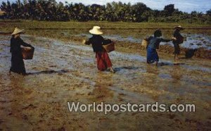 Farmers are growing rice Nakorn Chaisri Thailand Unused 