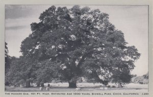 California Chico Bidwell Park The Hooker Oak Estimated Age 1000 Years