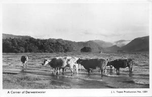 BR63093 a corner of derwentwater cow vahces  real photo    uk