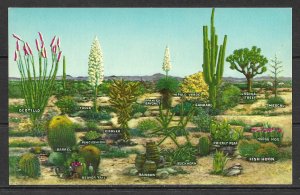 US - Cactus - Varieties Of Desert Vegetation - (MX-038)