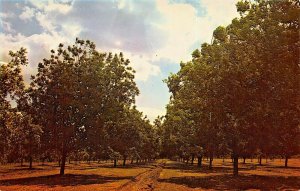 SAN SABA TEXAS~PECAN ORCHARD-PECAN CAPITAL OF THE WORLD POSTCARD