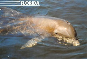 Florida   Dolphin 