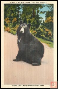 A Big Black Bear Along the Highway, Great Smoky Mountains National Park