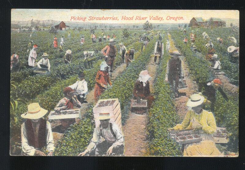 HOOD RIVER VALLEY OREGON STARBERRY FARM FARMING PICKERS VINTAGE POSTCARD