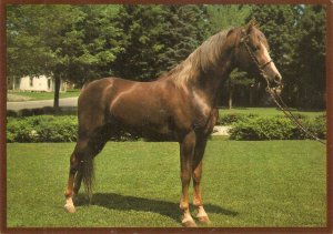 Horse Morgan Stallion, owned by Edmund Hubbs Modern American photo postcard