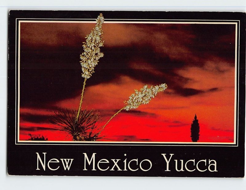 Postcard New Mexico Yucca, New Mexico