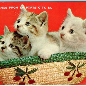 c1970s La Porte City, IA Greetings from Adorable Kittens Cats Chrome PC Vtg A303