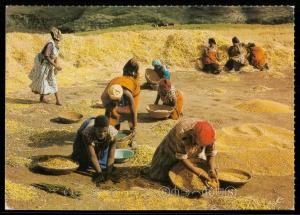 Lesotho - Basotho Women at Harvest Time