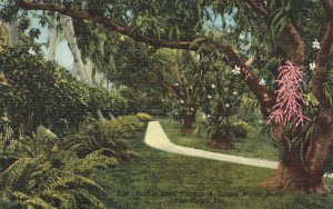 Vintage Postcard 1930's Orchid Lane Thomas Edison Winter Home Fort Myers Florida