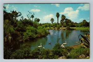 Tampa FL, Busch Gardens, Lagoon, Water Birds, Brewery Chrome Florida Postcard  