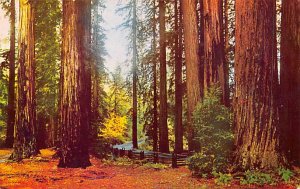 Fall Leaves in the Redwoods Santa Cruz CA