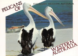 Lot227 pellicans of kalbarri western australia animal