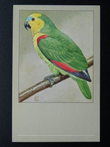 Bird Theme BLUE FRONTED AMAZON PARROT c1950s Postcard by P. Sluis Series 5 No.51