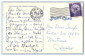 1964 Royal Palm Way Street Road Pine Trees Palm Beach Florida Vintage Postcard