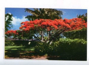 204358 ALOHA from HAWAII Flame tree old postcard