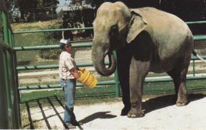 Elephant at Frank Buck Zoo - Gainesville TX, Texas