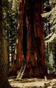 1950's The Room Tree Giant Sequoia California National Park Vintage Postcard P35