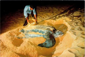 Rantau Abang Terengganu Malaysia LEATHERBACK TURTLE/Collecting Eggs 4X6 Postcard