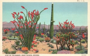 Vintage Postcard A Bit Of The Desert Cactus And Other Plants Near Tucson Arizona