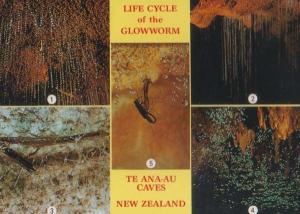 Five Views Images Life Cycle of Glow Worm Glowworm New Zealand Caves Postcard