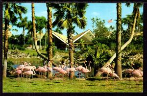 Flamingos,Busch Gardens,Tampa,FL