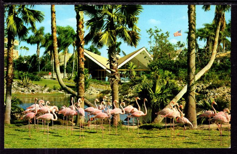 Flamingos Busch Gardens Tampa Fl Hippostcard