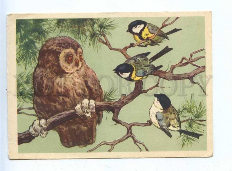 200470 RUSSIA owl and tit by Frentz old postcard