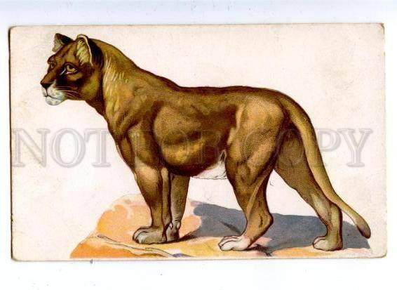 158730 Hunt LION Lioness Senegalese vintage Russian RARE PC