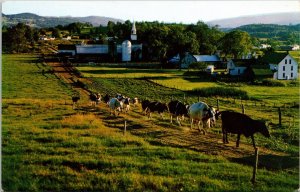 Green Mountain Country Cow Pasture Vermont Cattle Herd Chrome Postcard 