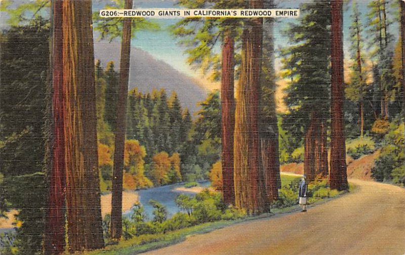 Redwood Giants in Redwood Empire Redwood Highway CA