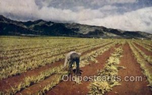 Planting Pineapples Farming 1942 postal used 1942