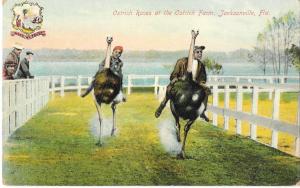 Ostrich Races at Farm - Jacksonville Florida - Vintage c1910 FL Postcard