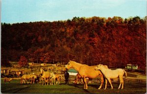 Trexler Lehigh County Game Preserve Schnecksville Pennsylvania PA Postcard VTG 