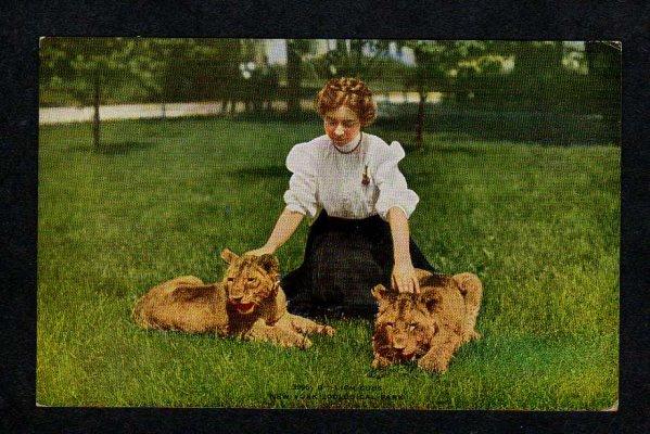 NY Lions Cubs Woman New York Zoological Park Postcard Zoo Animals