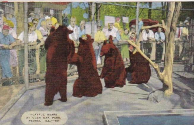 Illinois Peoria Playful Bears At Glen Oak Park
